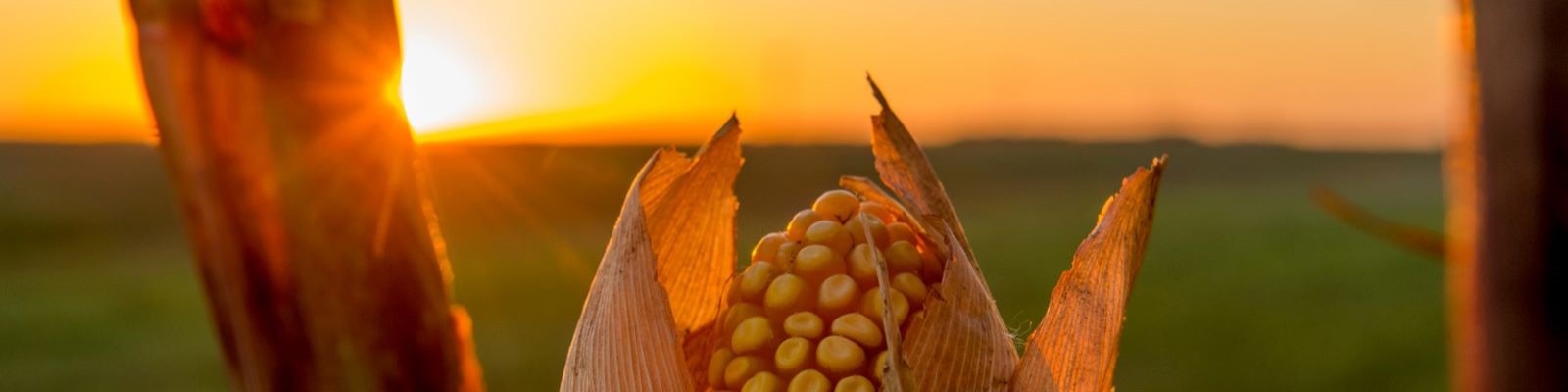 Agriculture photo of corn in field and sunrise. 