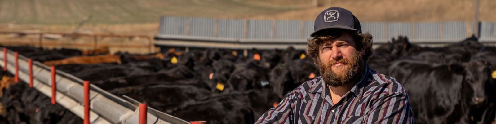 Man standing in feed lot near beef cows. 