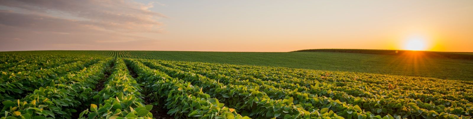 Agriculture photo of soybean field and sunrise. 
