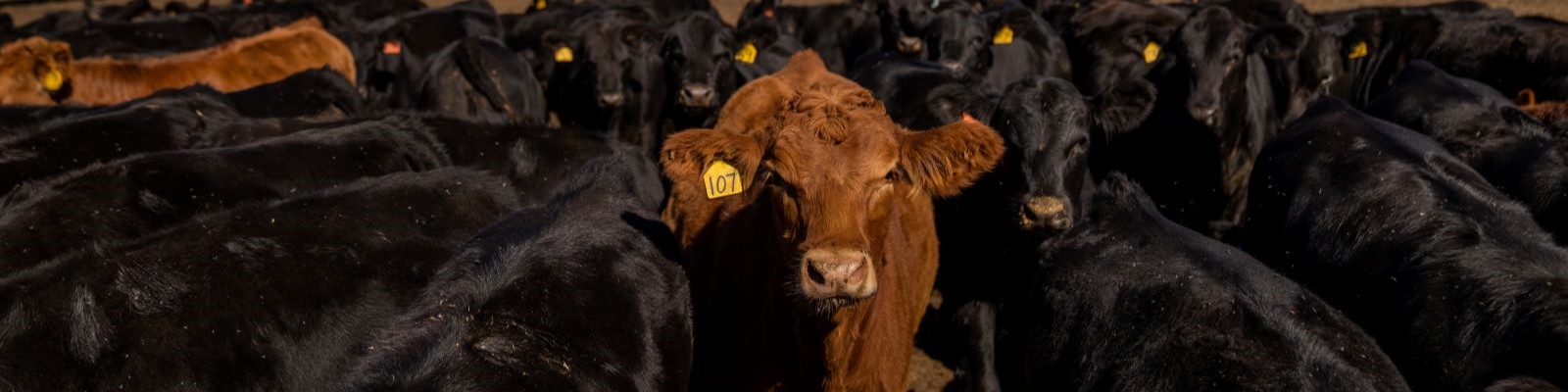 Beef Cows in feed lot. 