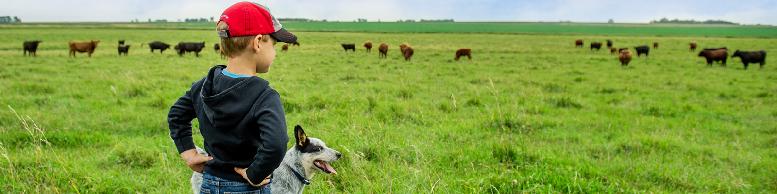 Boy and dog looking at cattle in the pasture