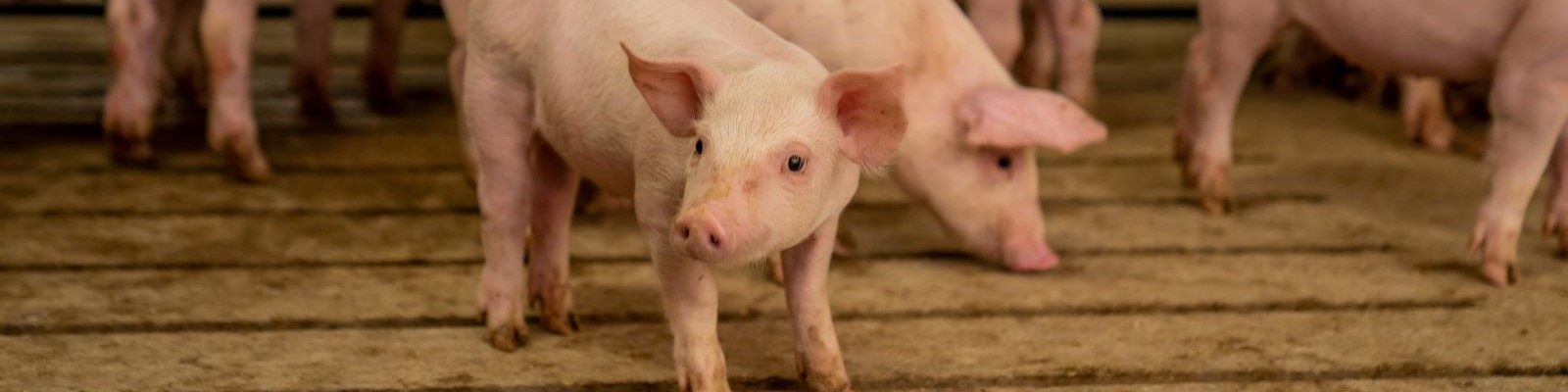 Agriculture photo of a pig. 