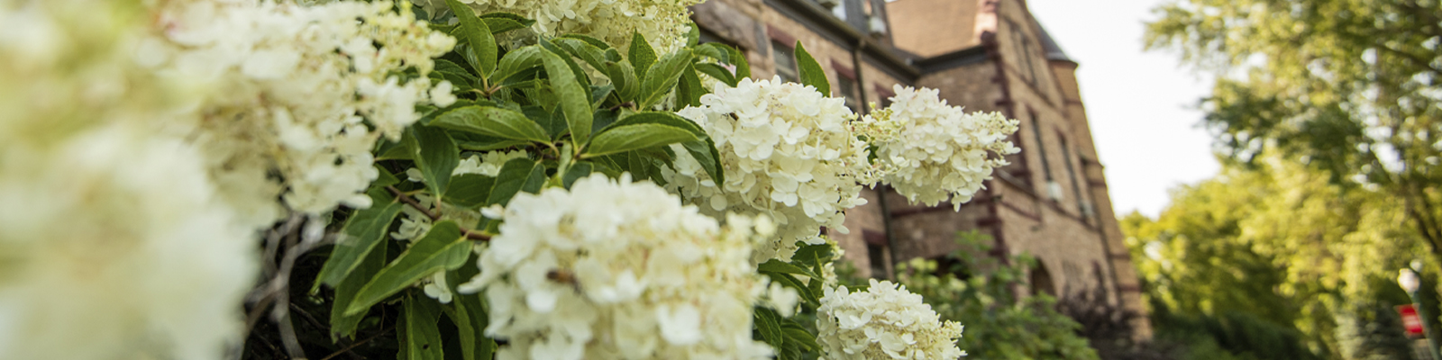 Flower blooms in Brookings, SD