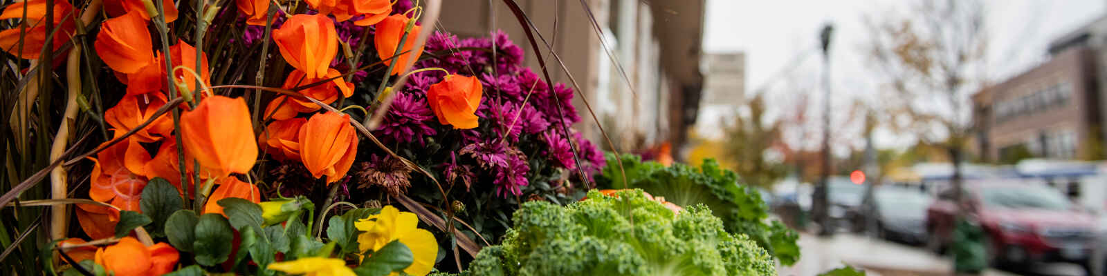 Flowers on main street in Brookings, South Dakota