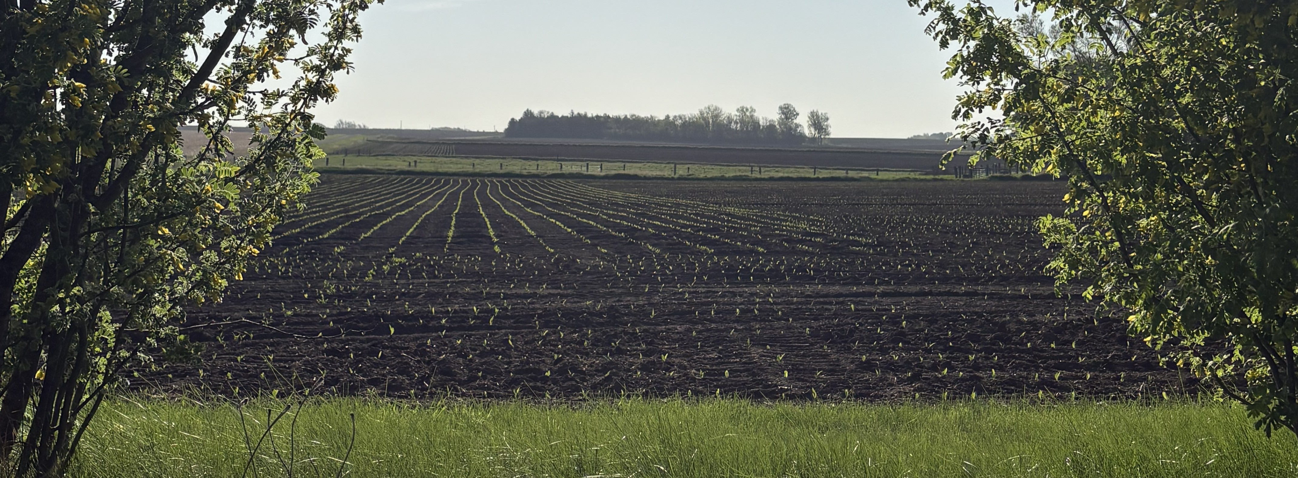 Field with new sprouts