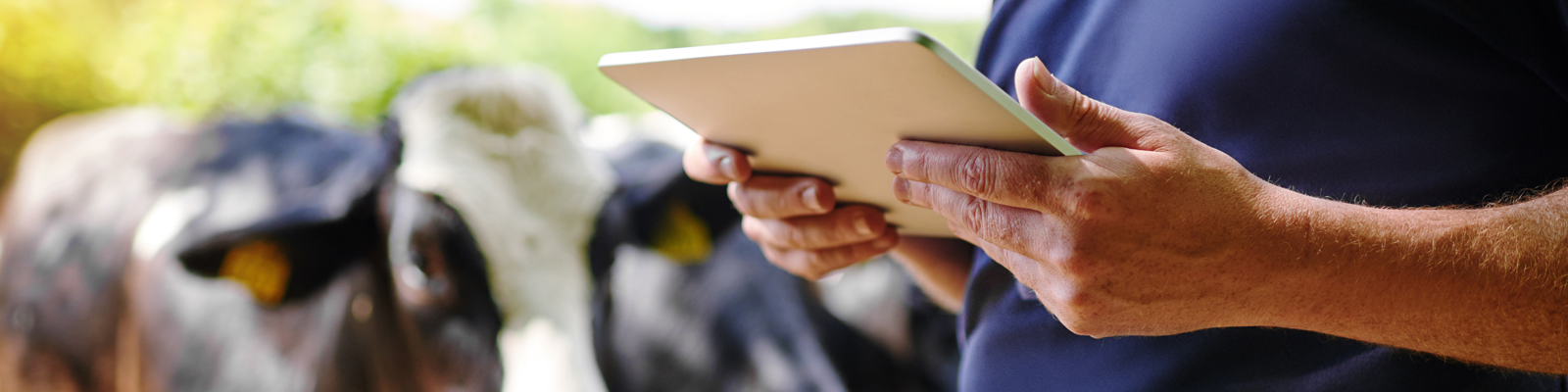 Person holding tablet